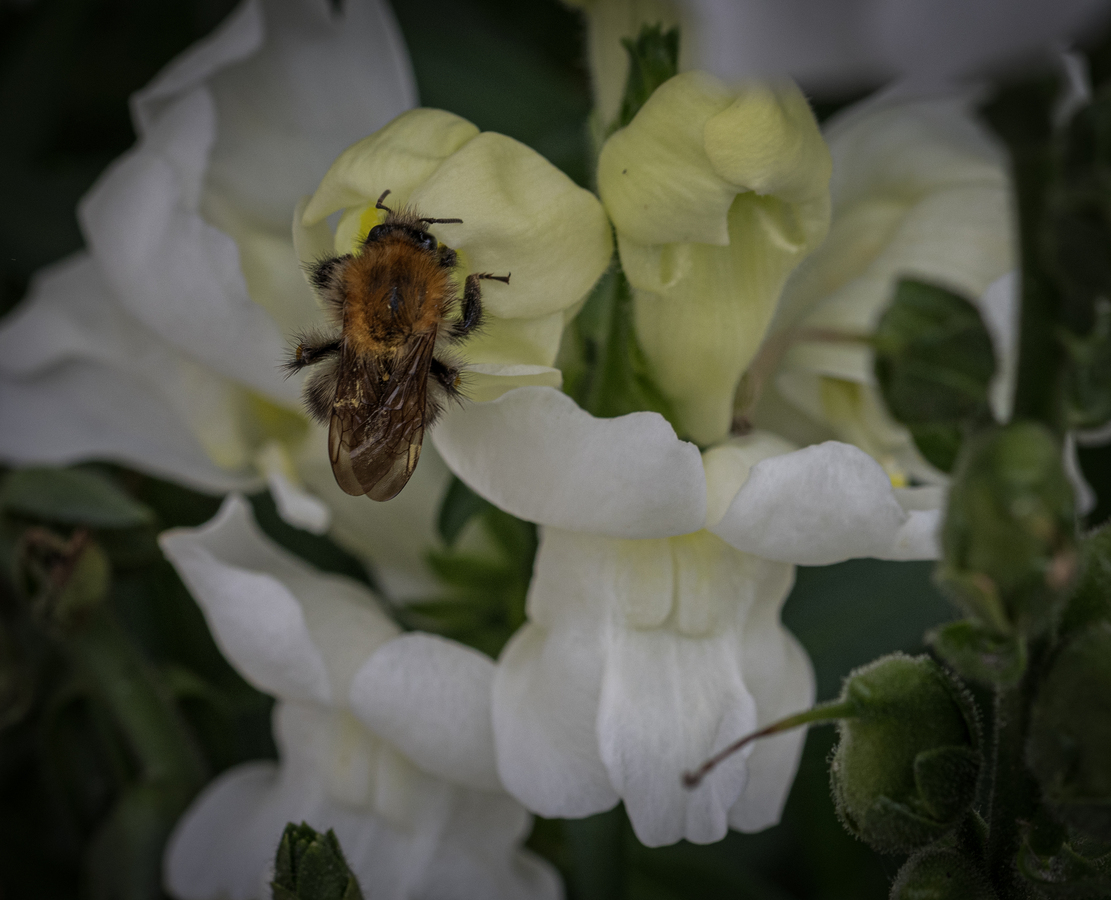 Bee on Snapdragon